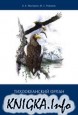   Haliaeetus pelagicus: , , 