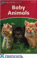 baby animals
